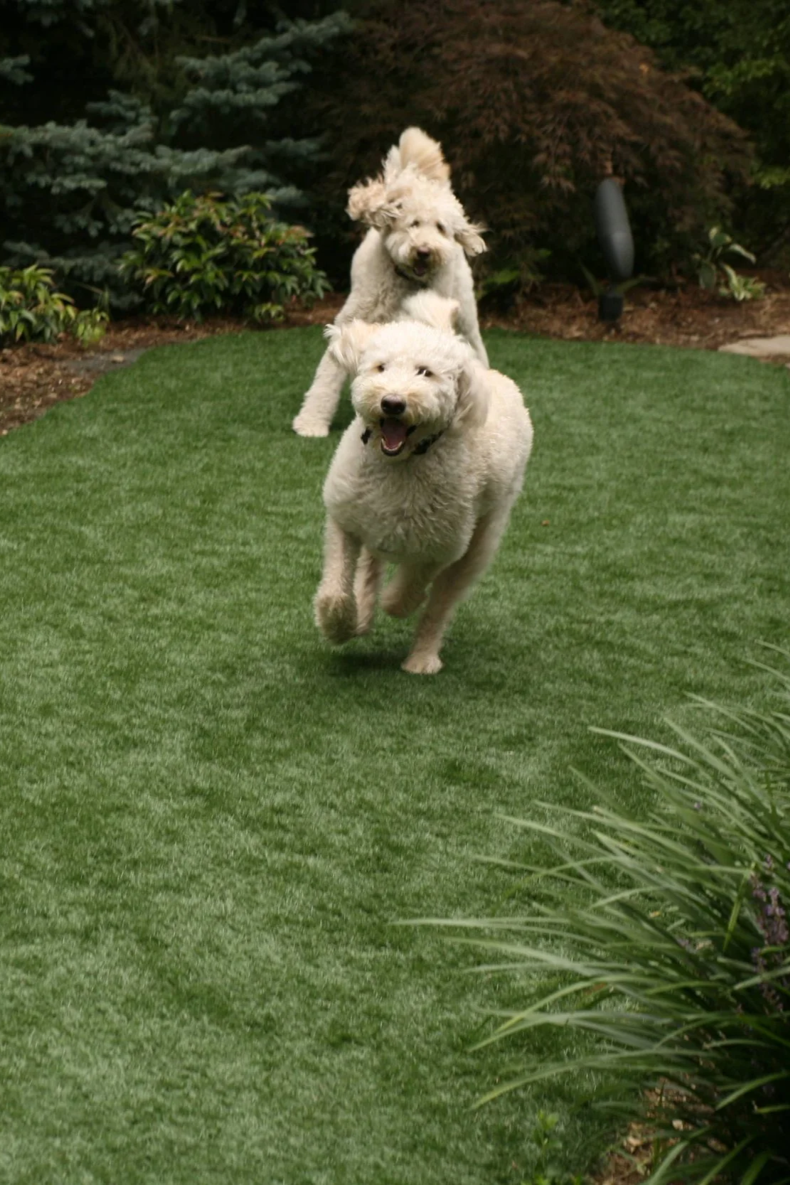 A professionally designed backyard putting green installation creating a private golf retreat in Ho-Ho-Kus, NJ