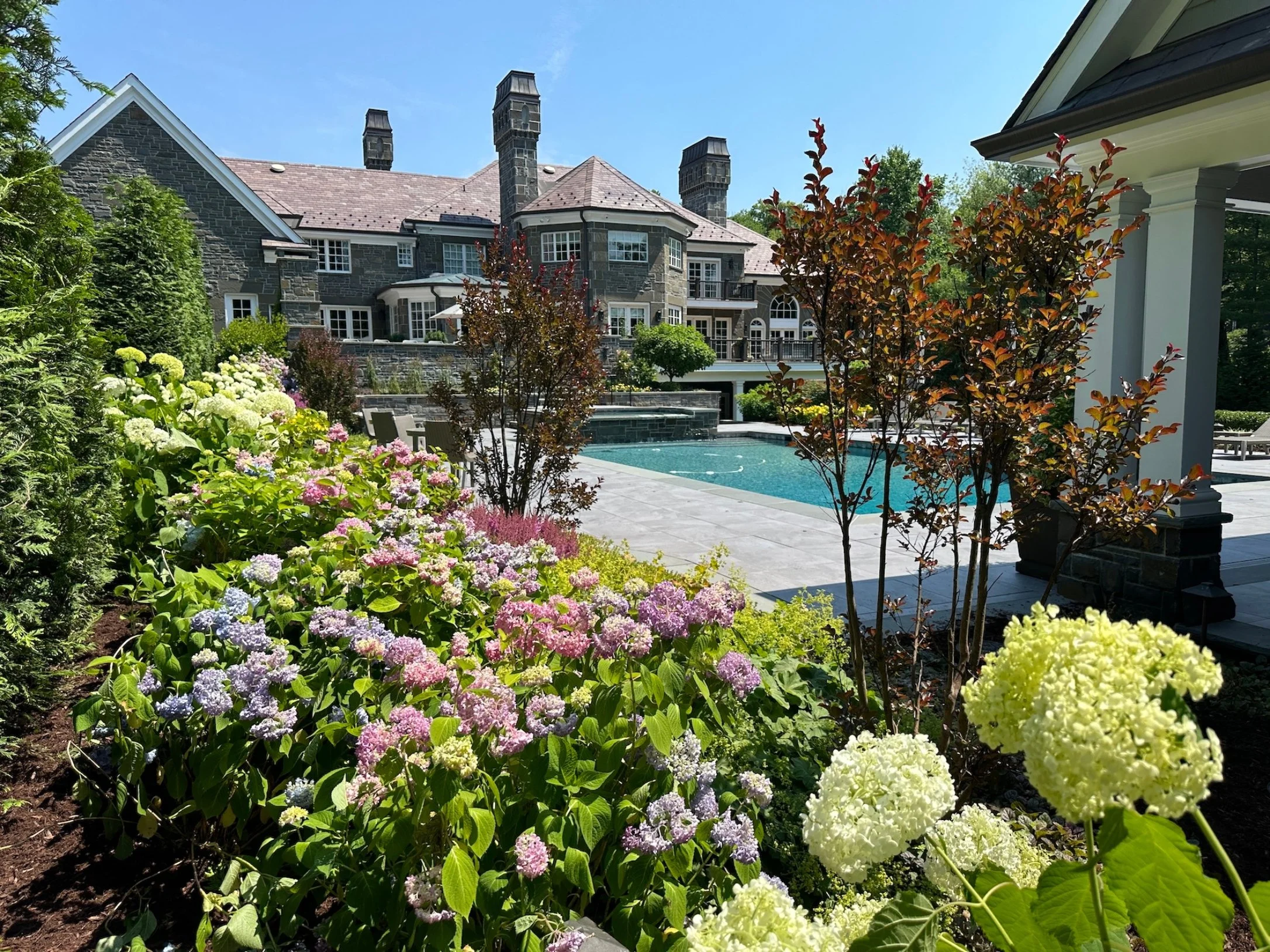 Backyard swimming pool framed by hydrangeas and lush garden plantings.jpg