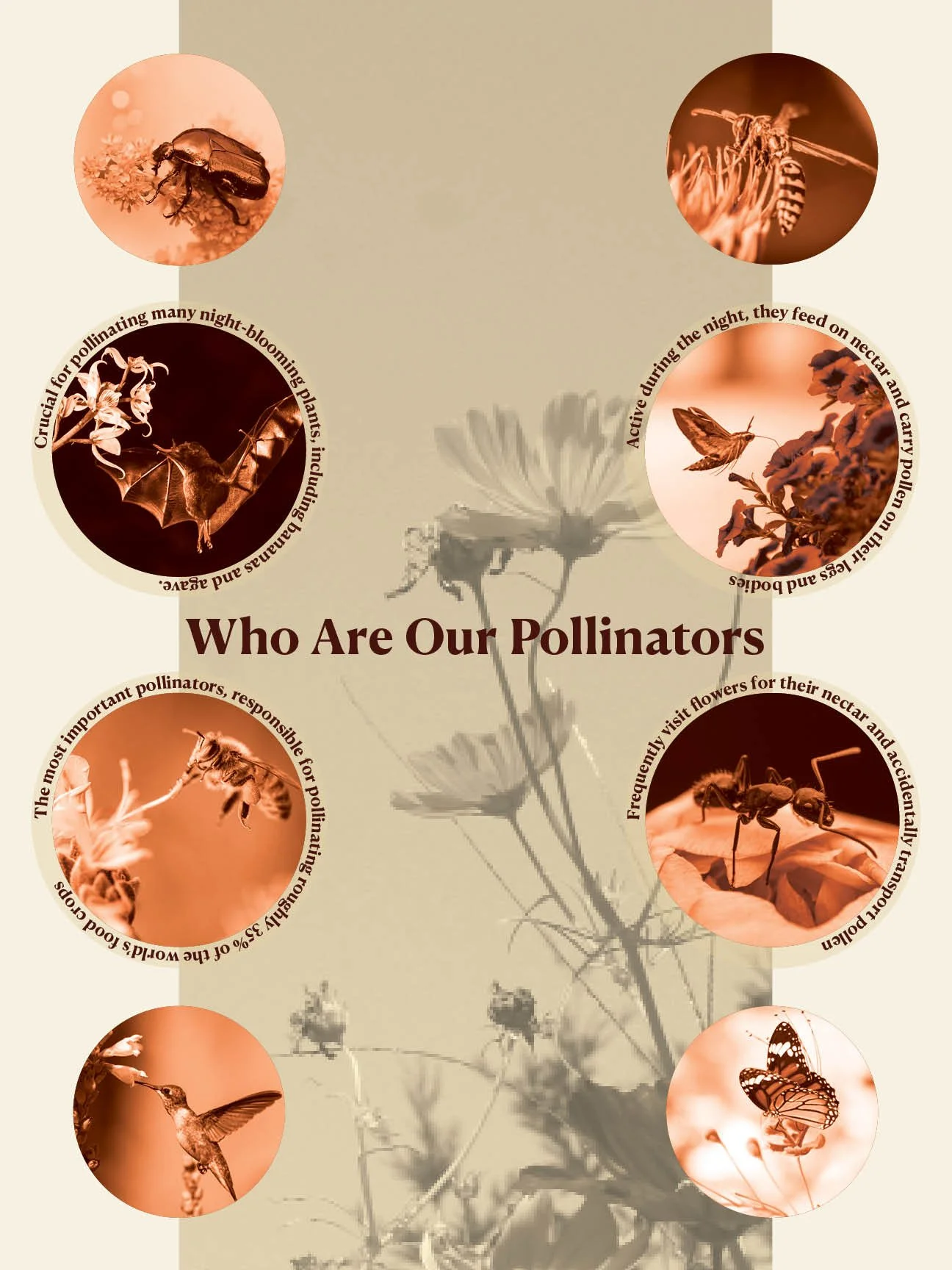 Who What Why Pollinators Posters2.jpg