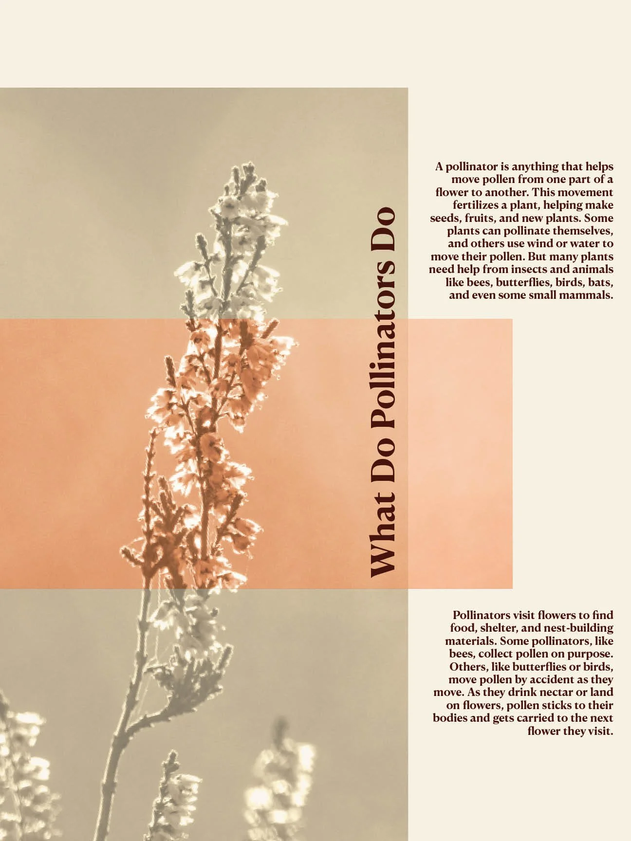 Who What Why Pollinators Posters3.jpg