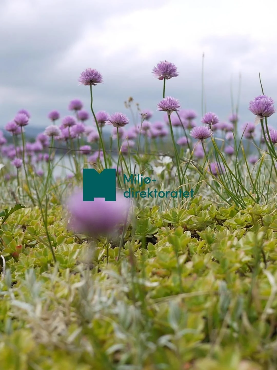 We&rsquo;re proud to share that, together with @arktiskgeotek , we&rsquo;ve been granted funding from Milj&oslash;direktoratet for an important project on Lind&oslash;ya 🌿

The project focuses on landscape restoration and measures to protect nature 