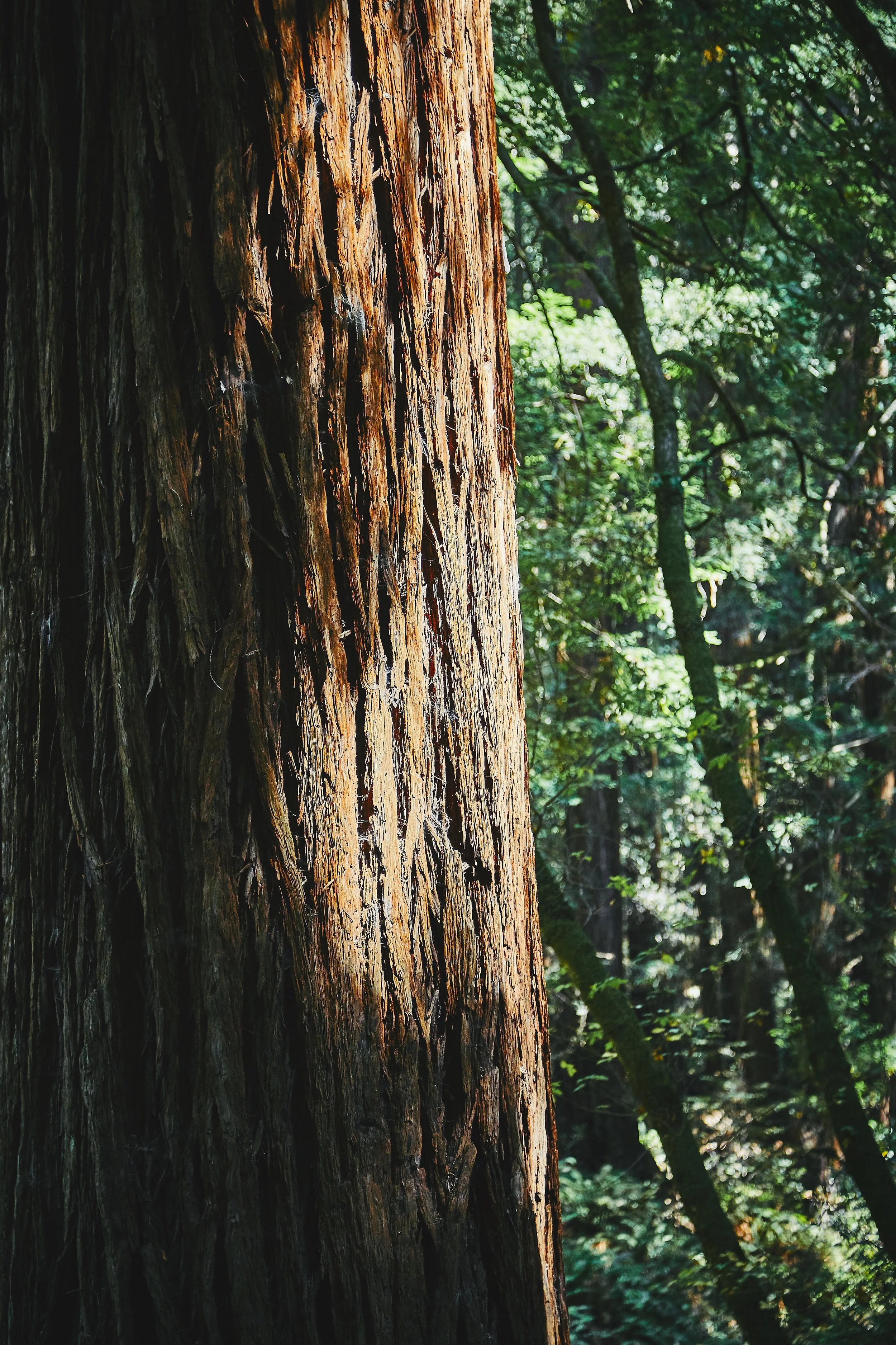 a native western red cedar tree