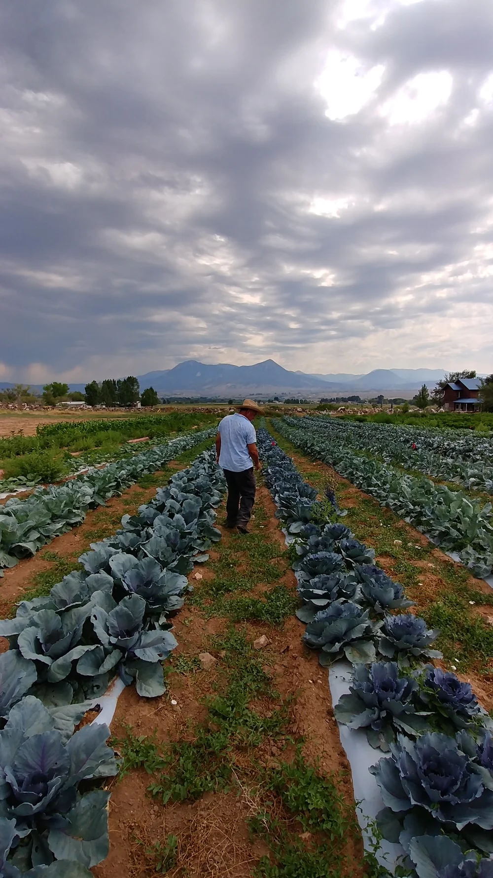 Farm Runners