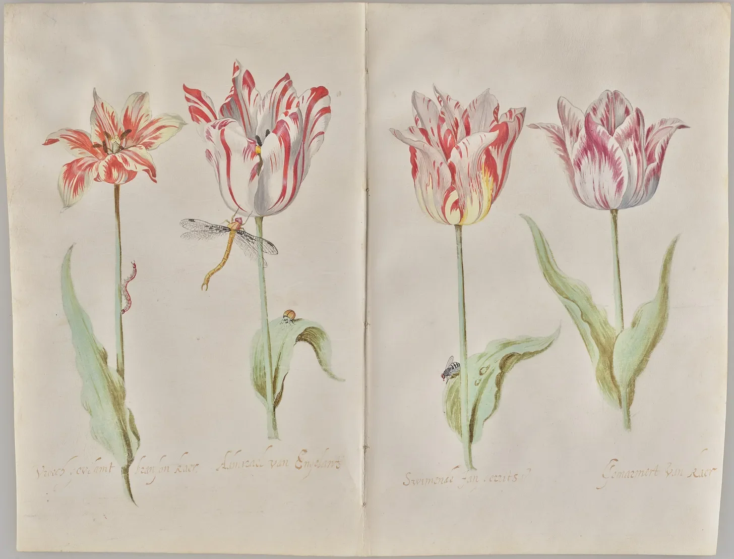 Jacob Marrel, “Four Tulips,” 1635