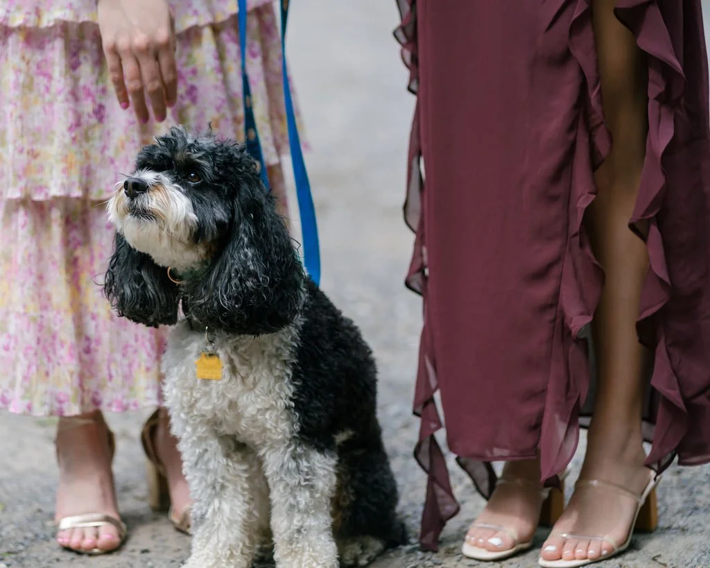 wedding-dog-2.jpg