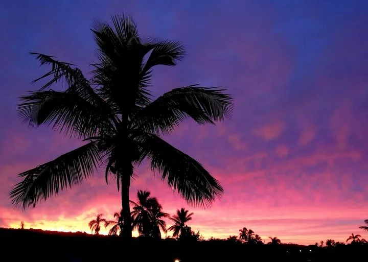 At Las Cuevas, every villa begins with the landscape.
From preserving a giant heritage tree at the caf&eacute; to transplanting hundreds of palms, flowering trees, and tropical plants, our vision has always been to let nature lead the design.

This m