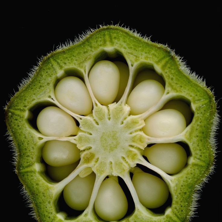 Okra