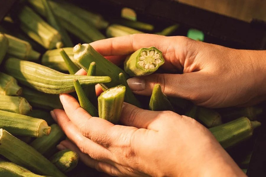 Tropical vegetables in usa and canada - okra