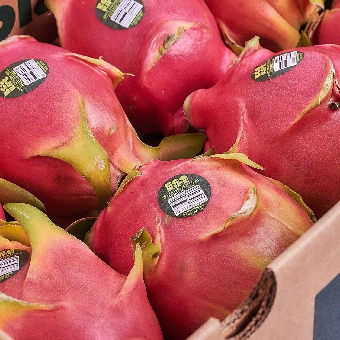 WHITE_DRAGON_FRUIT_PRODUCE_MIAMI.jpg (copia)