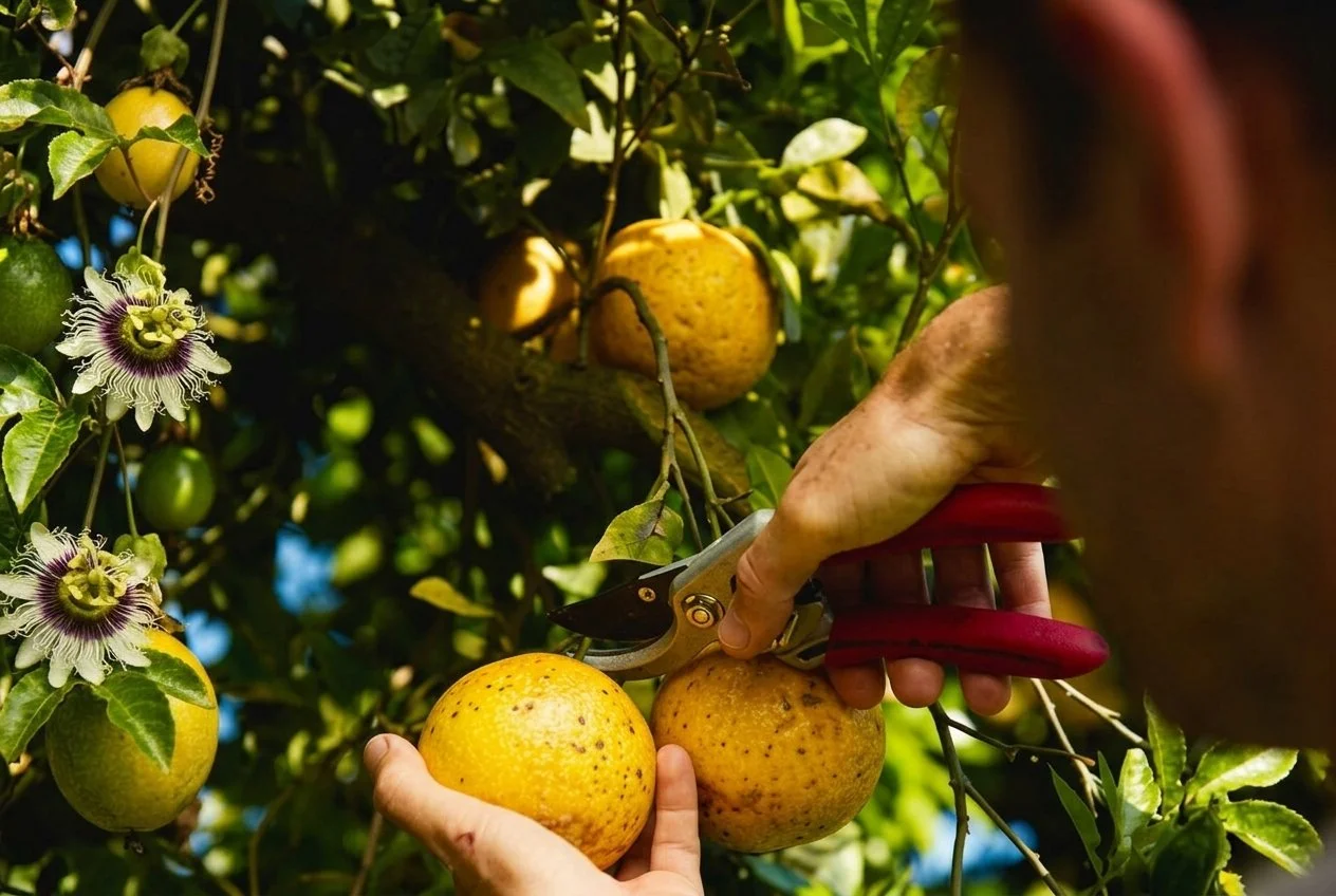 Certified global gap produce company in usa and canada