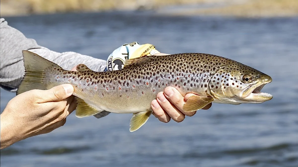 Screenshot 2025-04-14 at 9.23.09_AM.jpeg