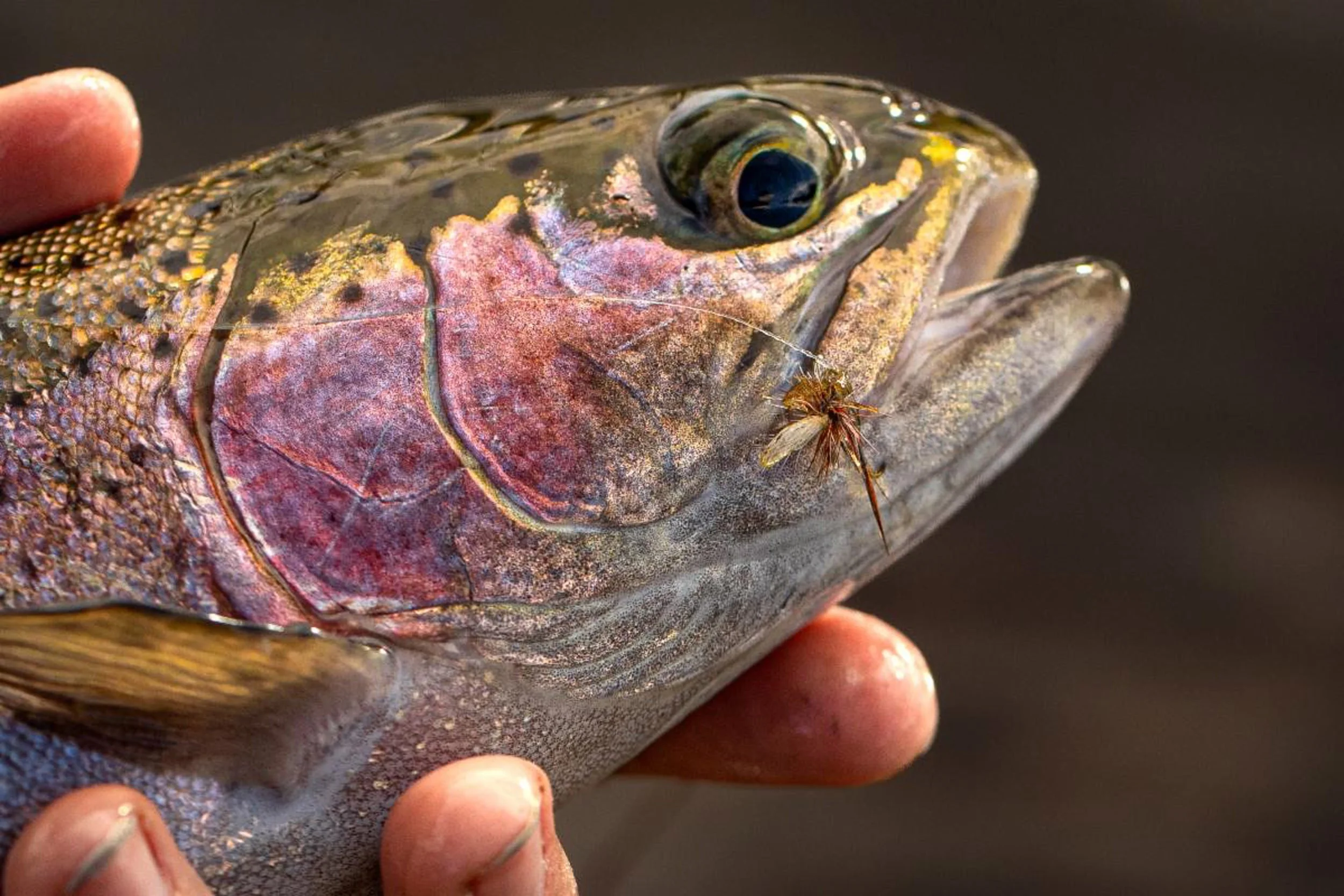 Close up view of a trout caught in southwest Montana