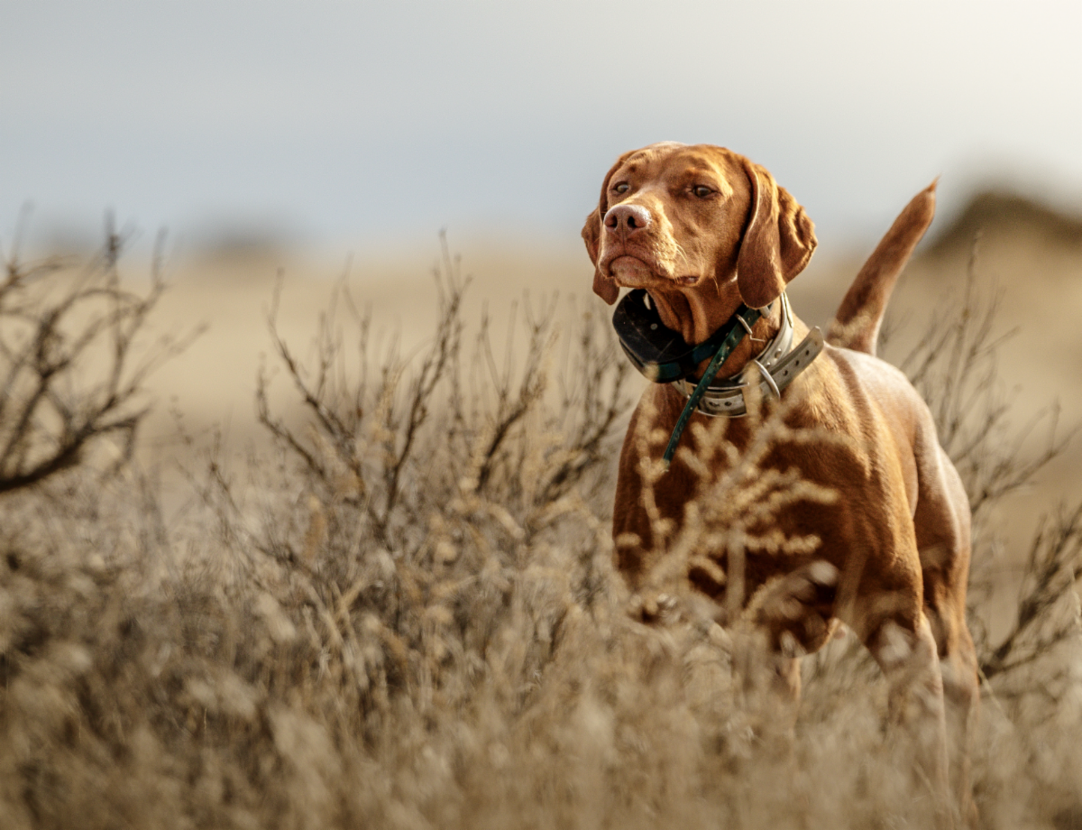 Upland bird hunting dog standing alert in sagebrush during a Montana cast-and-blast trip