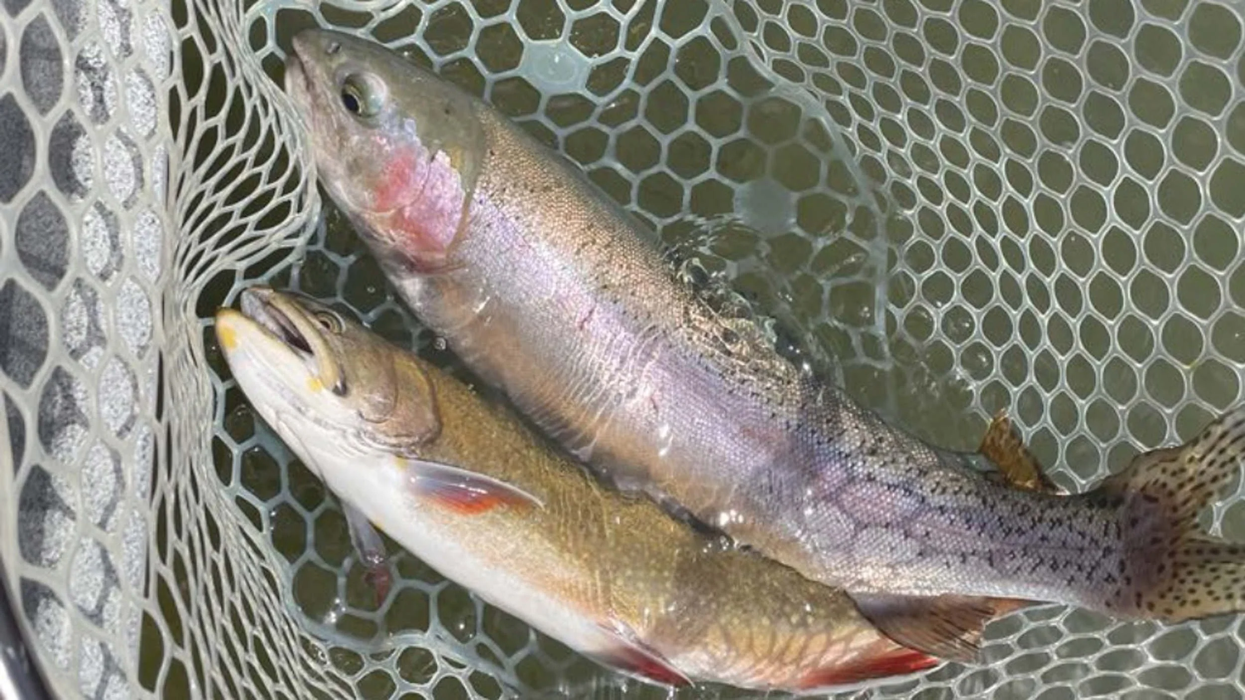 Big Hole River nutrient pollution discussion with Montana trout habitat overview