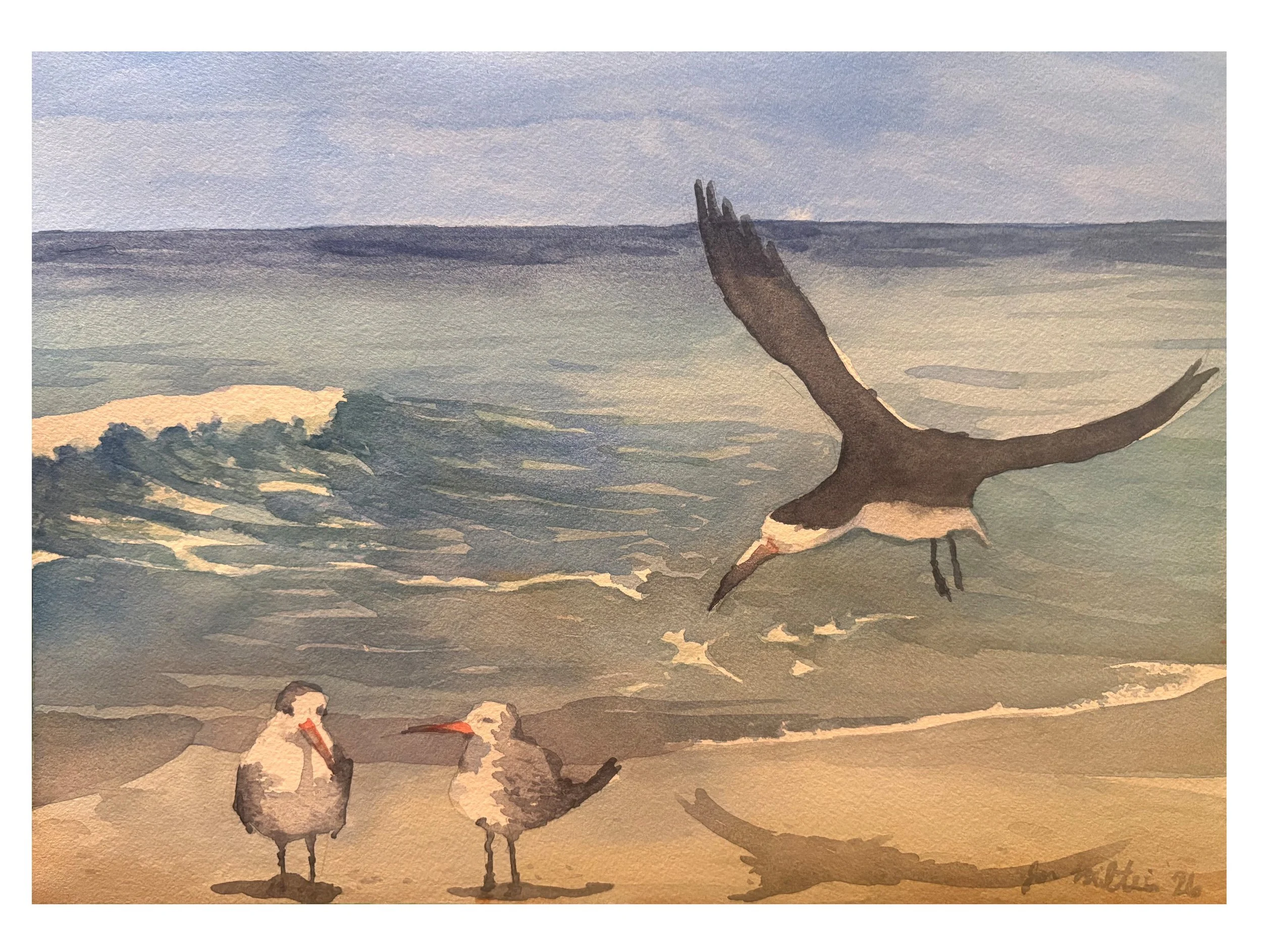 beach_birds.jpeg