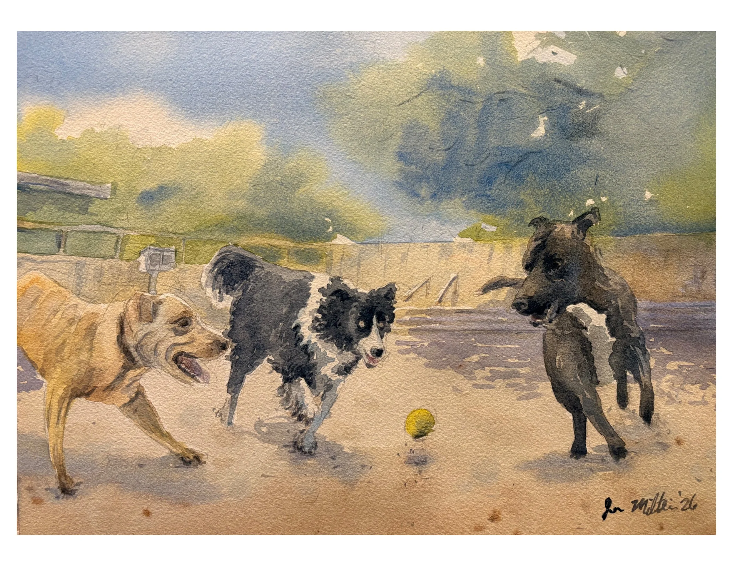 dog park.jpeg