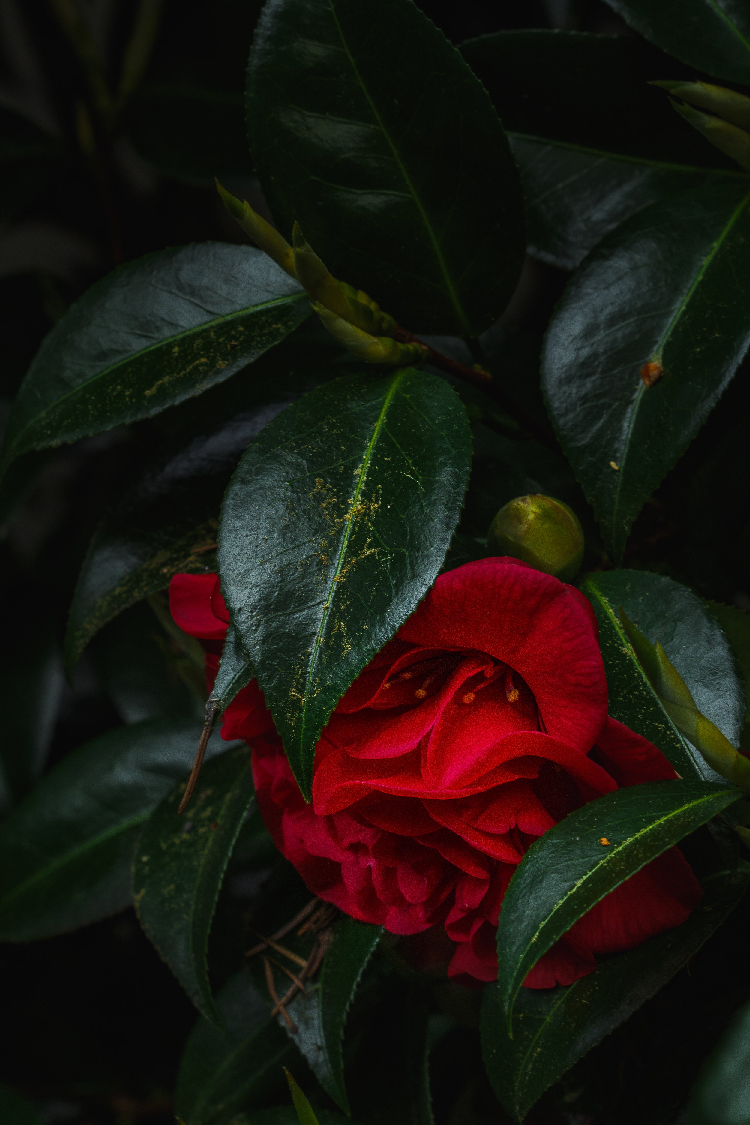 _MG_5640.jpg