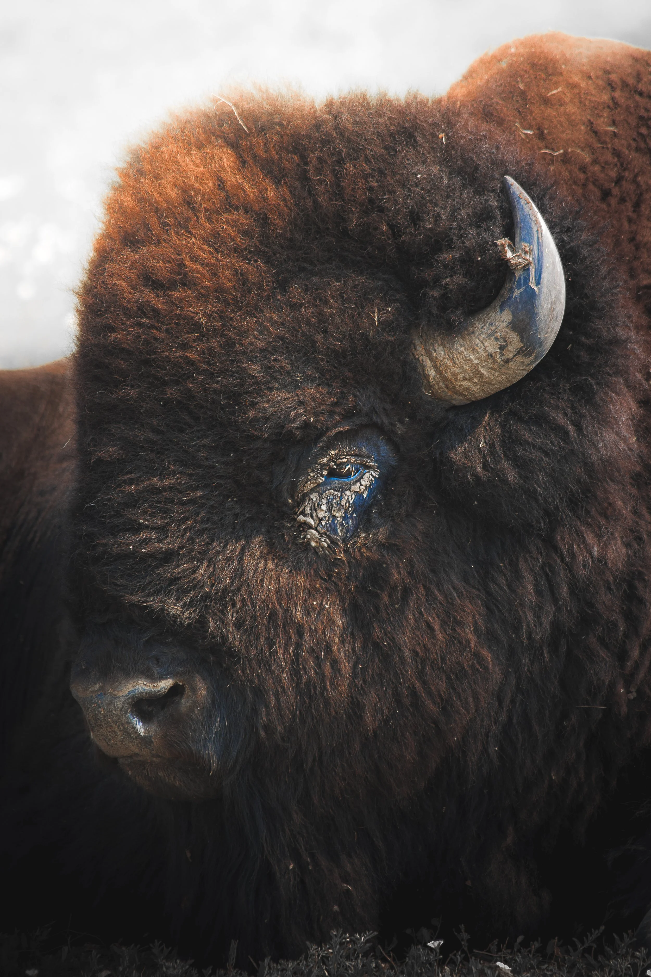 WildLife