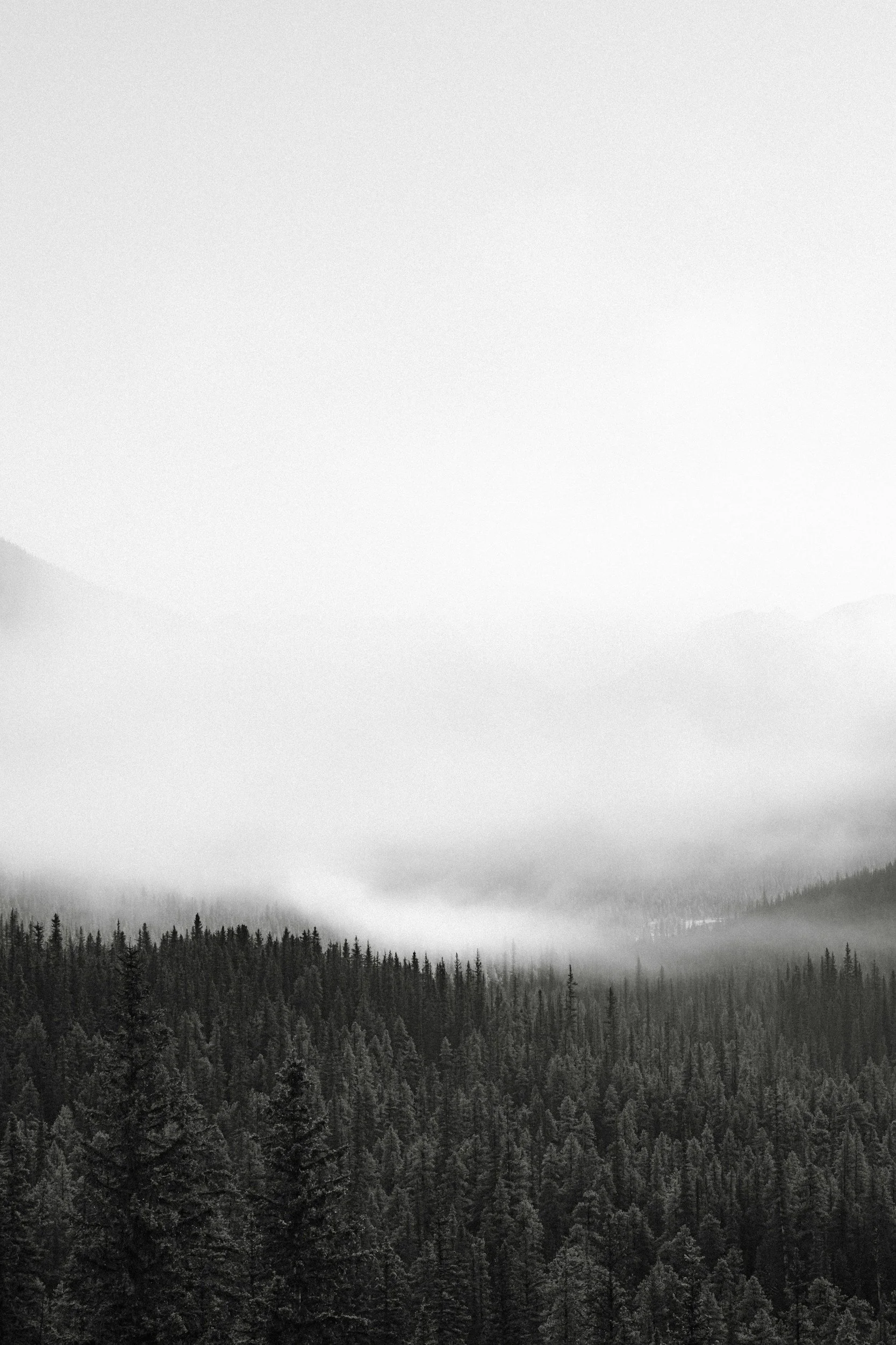 Misty forest landscape with dense pine trees and fog covering the mountains.