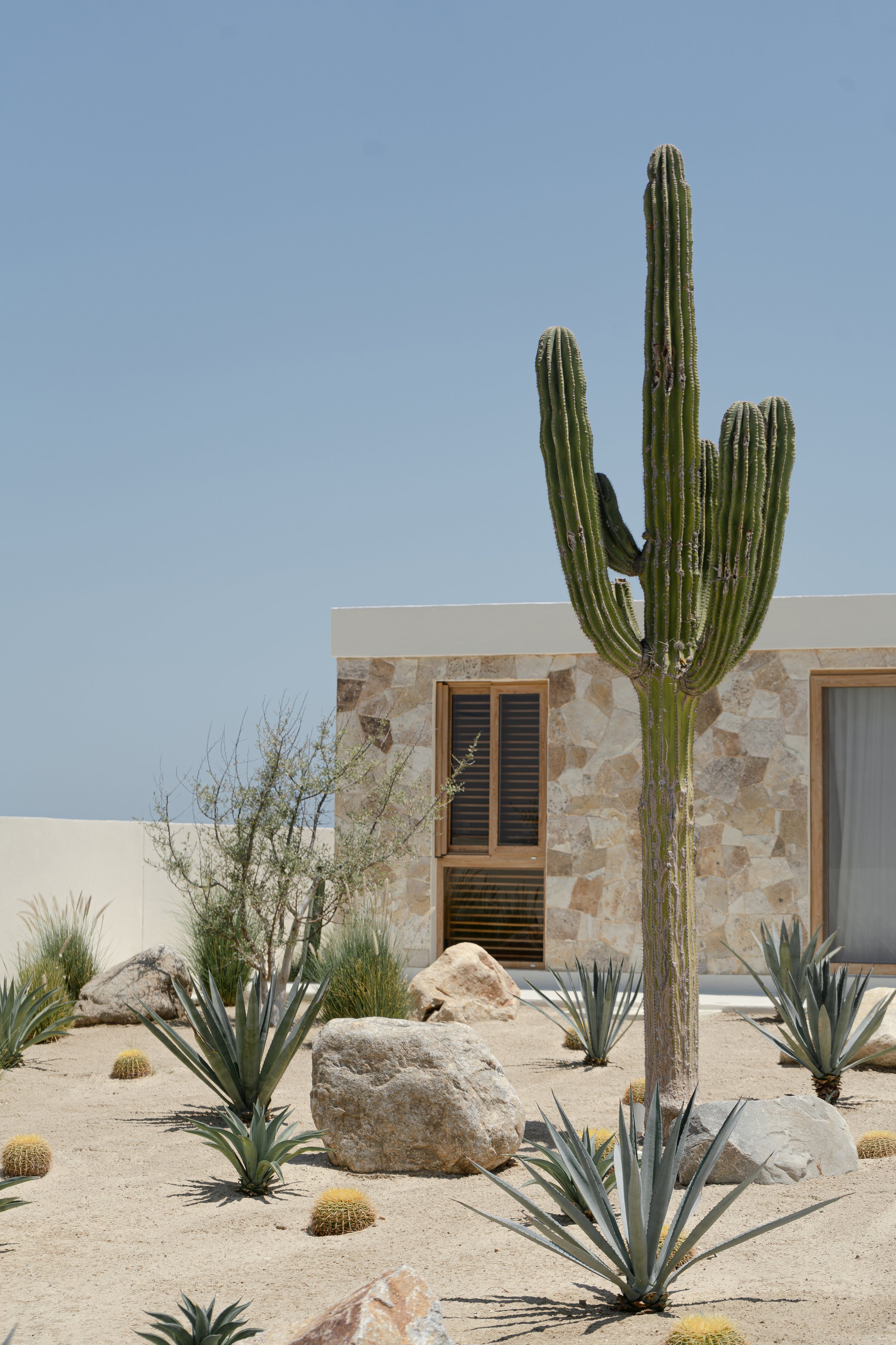 Desert landscape with large cactus, agave plants, rocks, and a stone building with wooden shutters.
