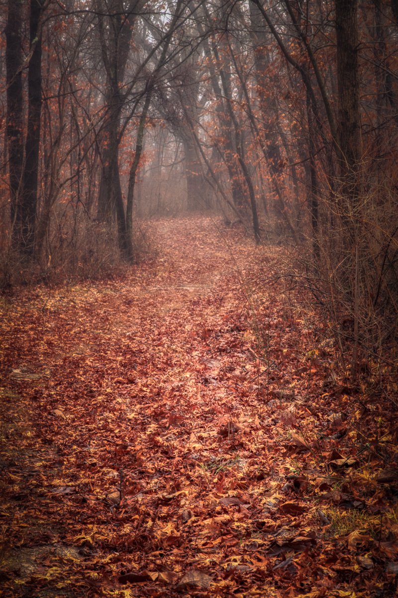 Pathway photographic print