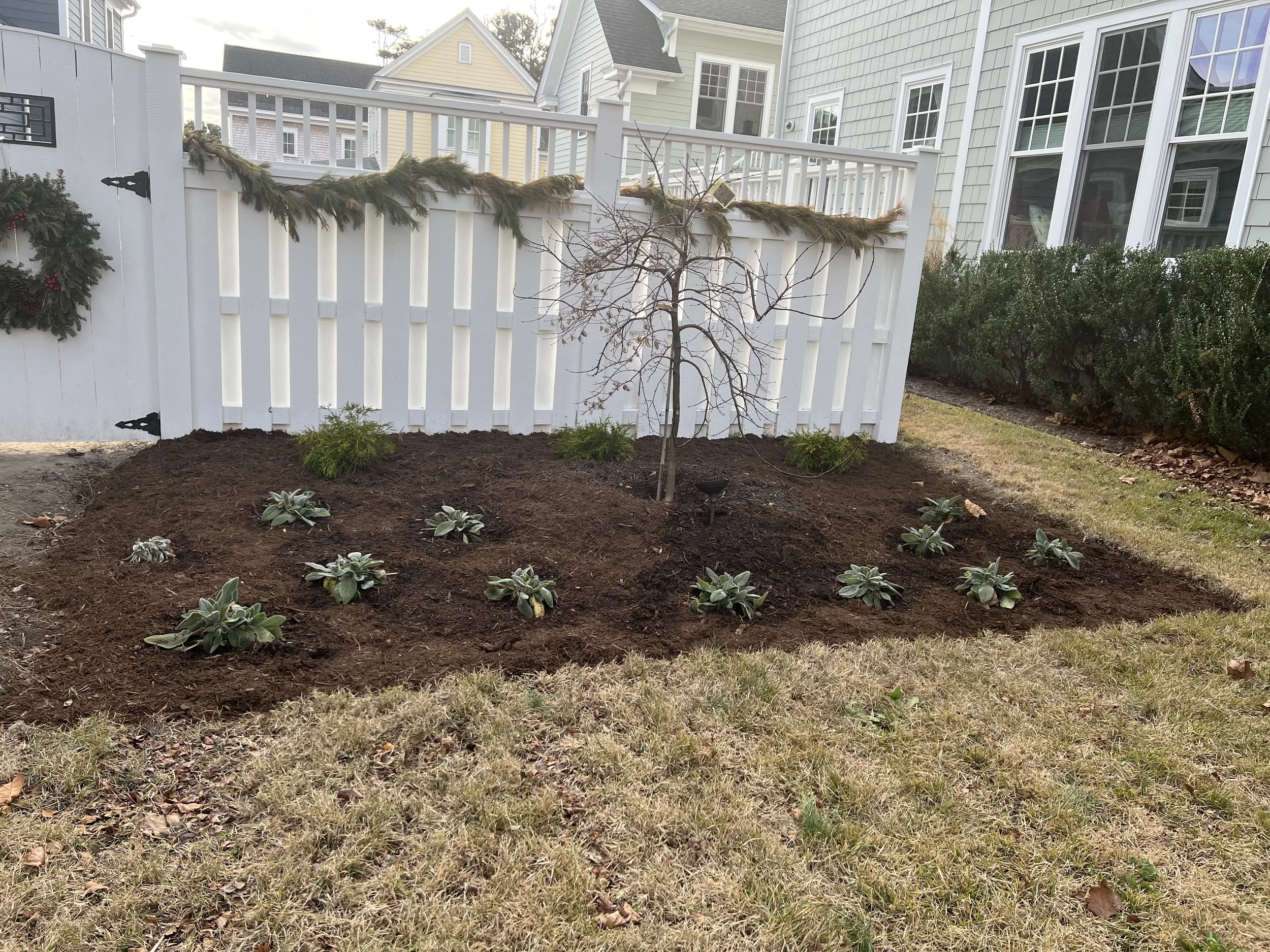 After: bed building and planting with amended soil, clean edge, mulch finish, and grouped plantings around a small tree.