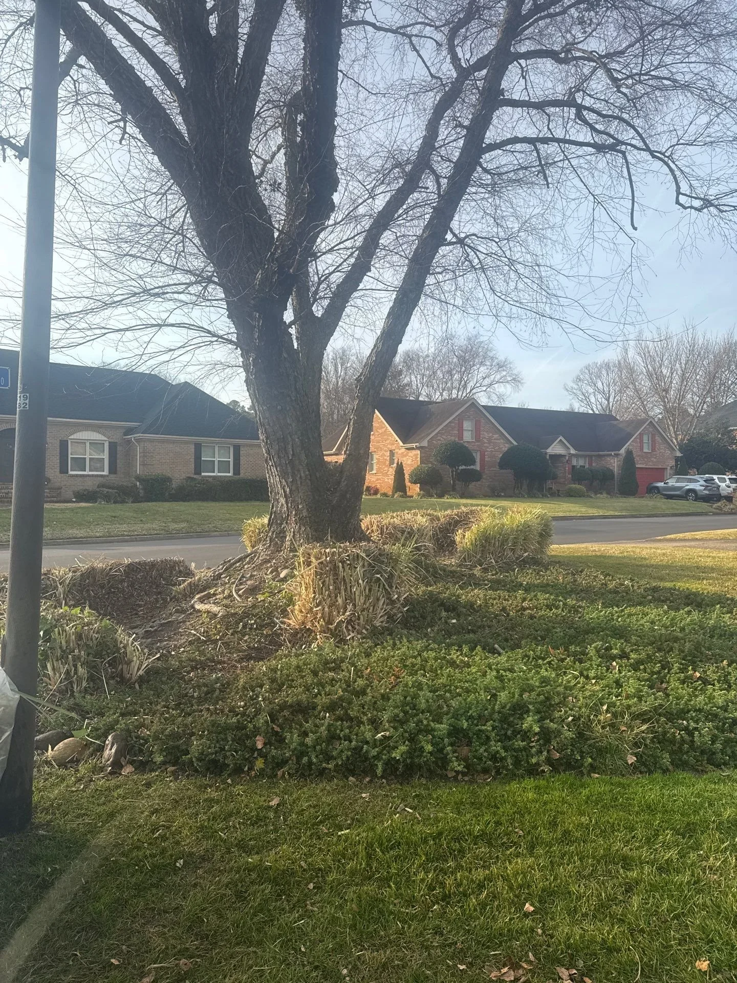 After — Ornamental grass cutbacks with clean crowns and debris removed, ready for strong spring regrowth.