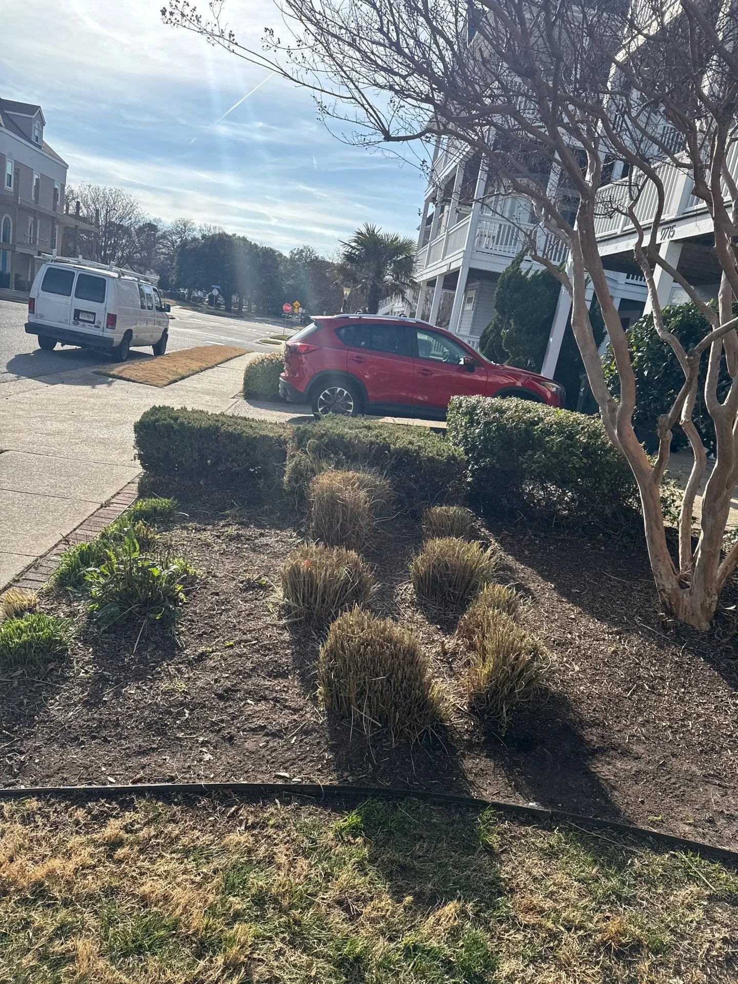 After — Ornamental grass cutbacks with clean crowns and debris removed, ready for strong spring regrowth.