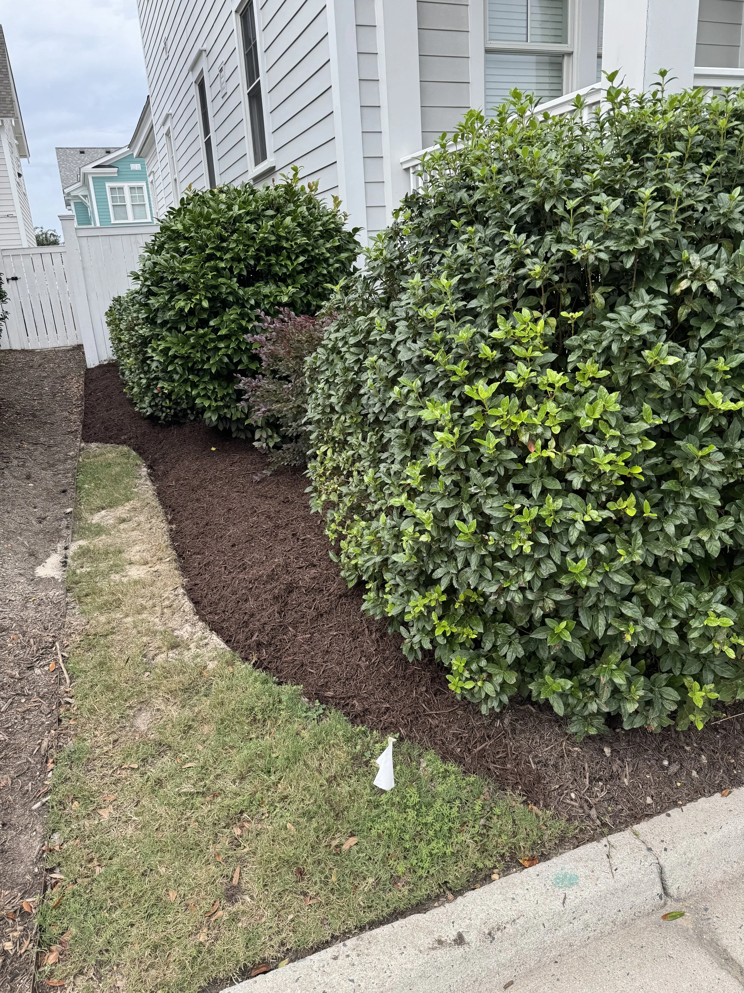 After — Shrub pruning and mulch touch-up. 