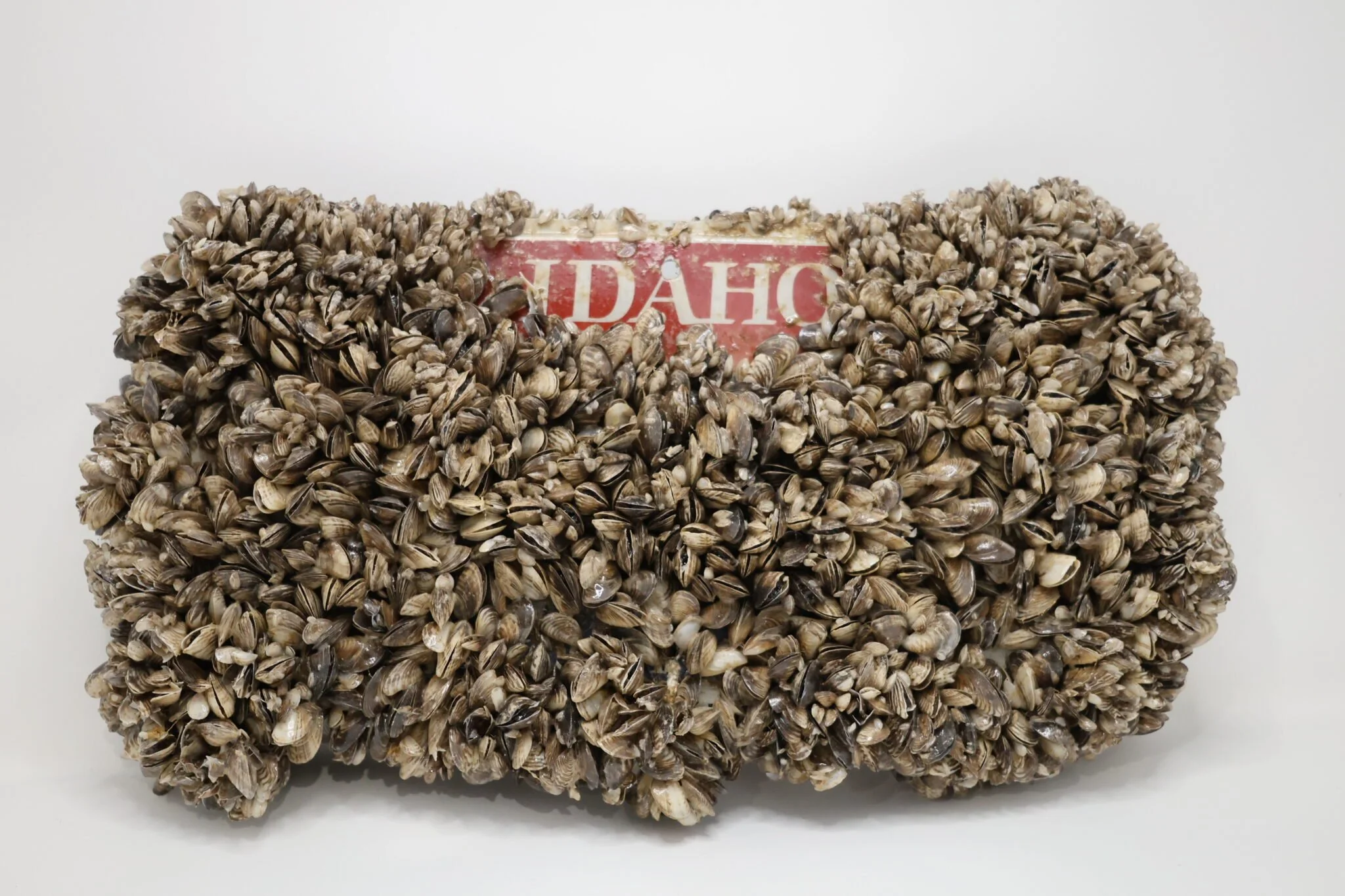 Quaggas are still in the Snake River - here’s what you need to know