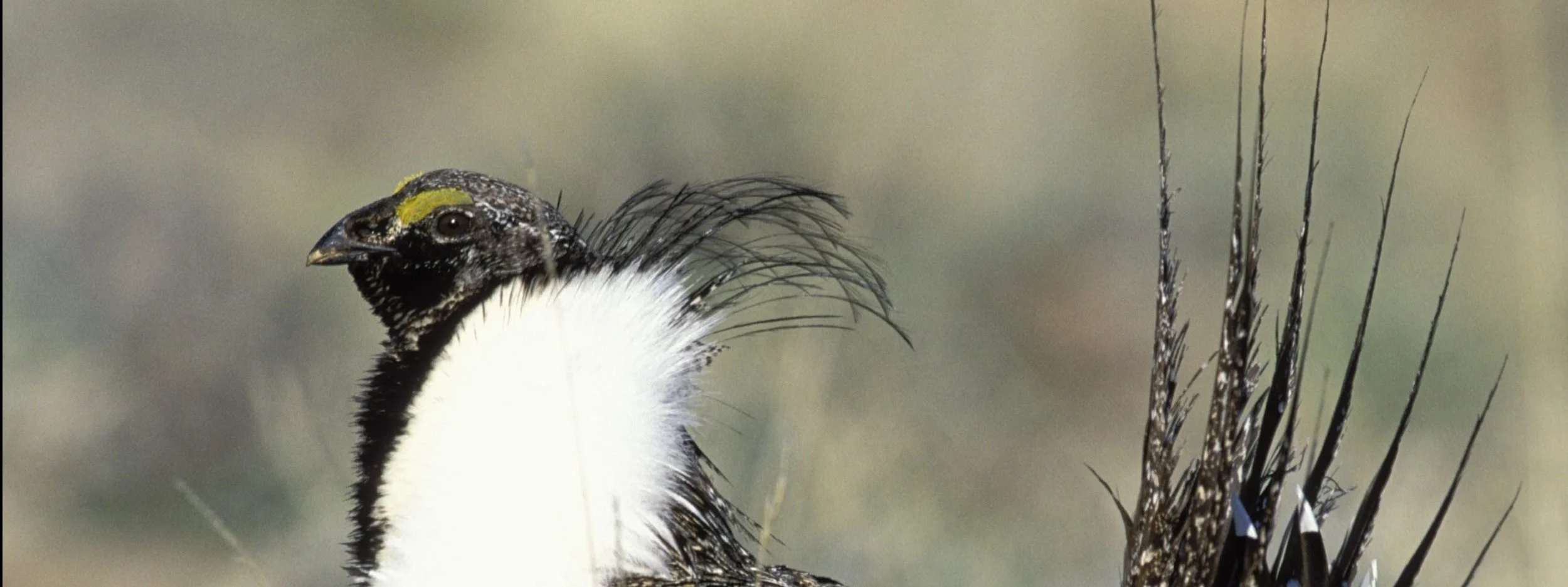 Sage-grouse Conservation Success Is a Mosaic