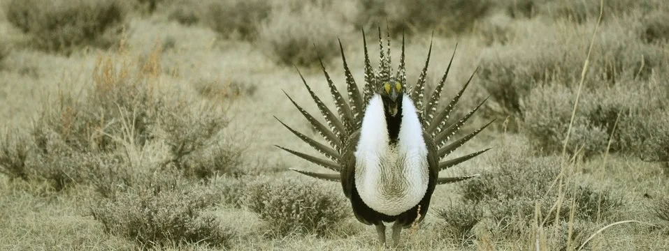 It's a Sage-grouse Lek-stravaganza!