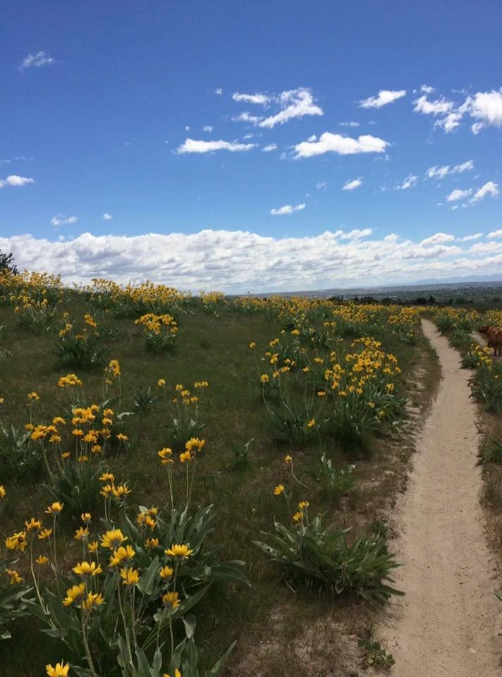 What this fall election’s Boise Levy means to me