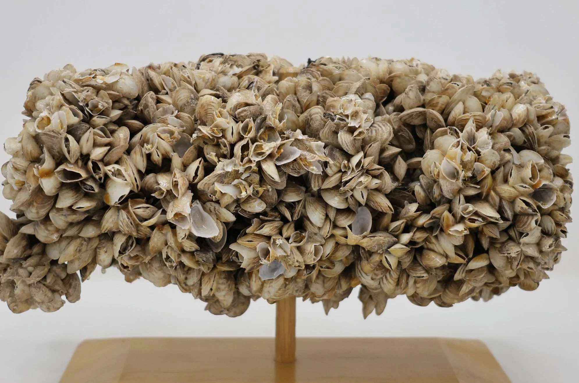 Quaggas found again in the Snake River - now what?