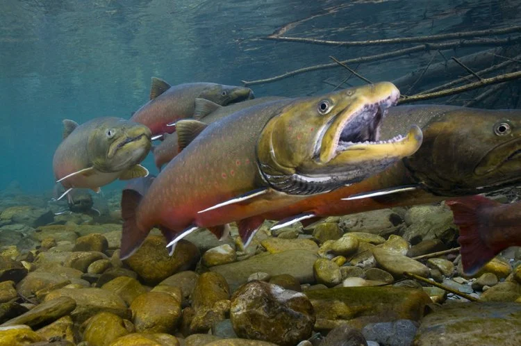 Danger Ahead for Idaho’s Bull Trout