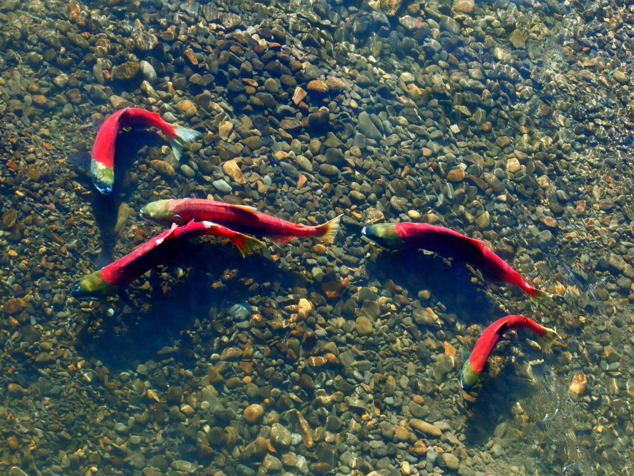 Our “Normal” Salmon and Steelhead Population Isn’t What it Used to Be