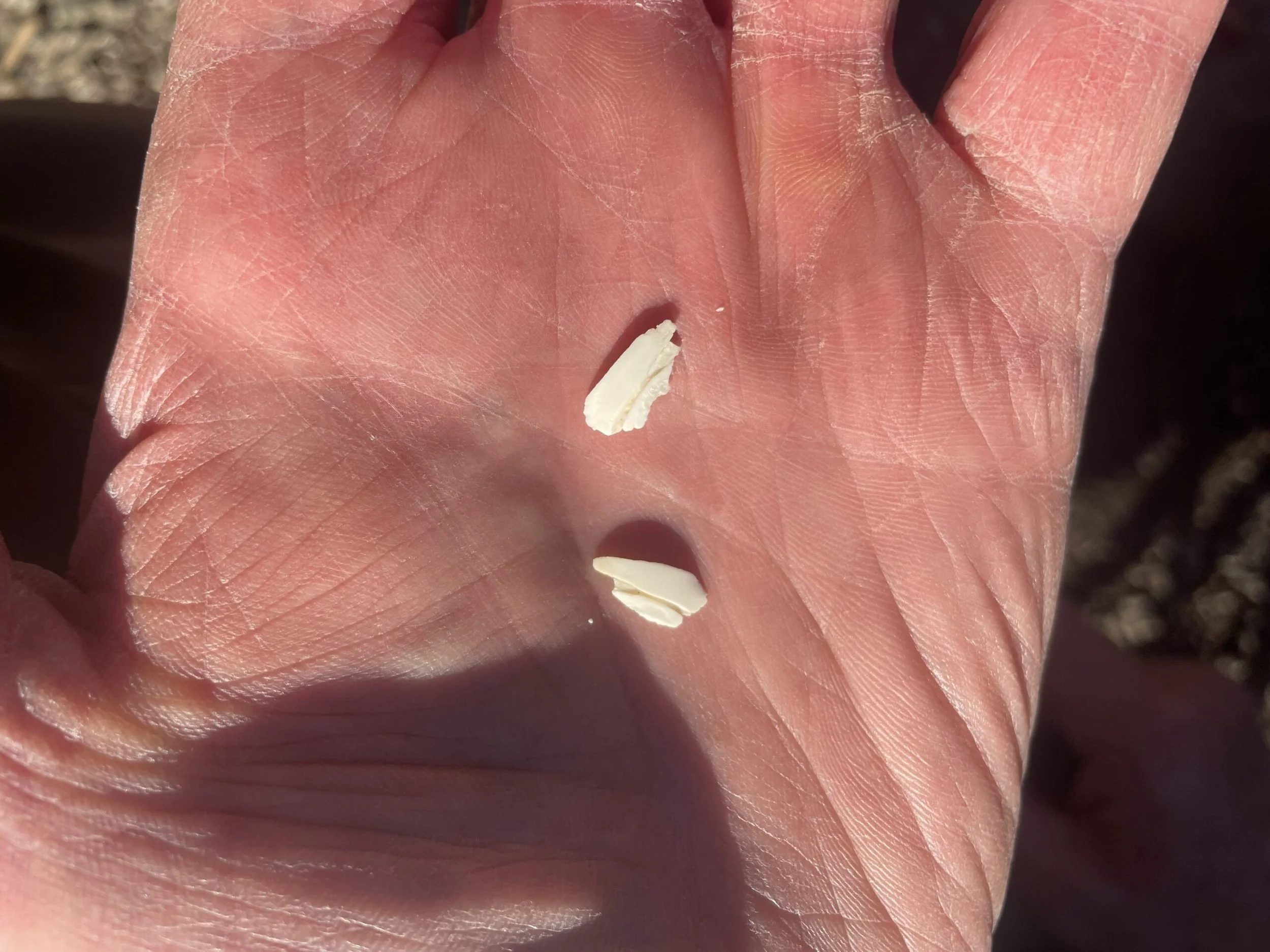 Tiny Bones, Big Stories: How Otoliths Help Us Understand Idaho’s Salmon