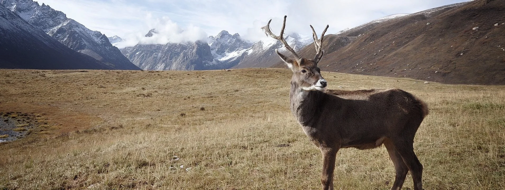 Fish and Wildlife Service seeks to "reaffirm" limited habitat protections for caribou