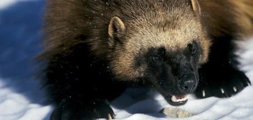 Court Ruling: Wolverines Deserve Protections