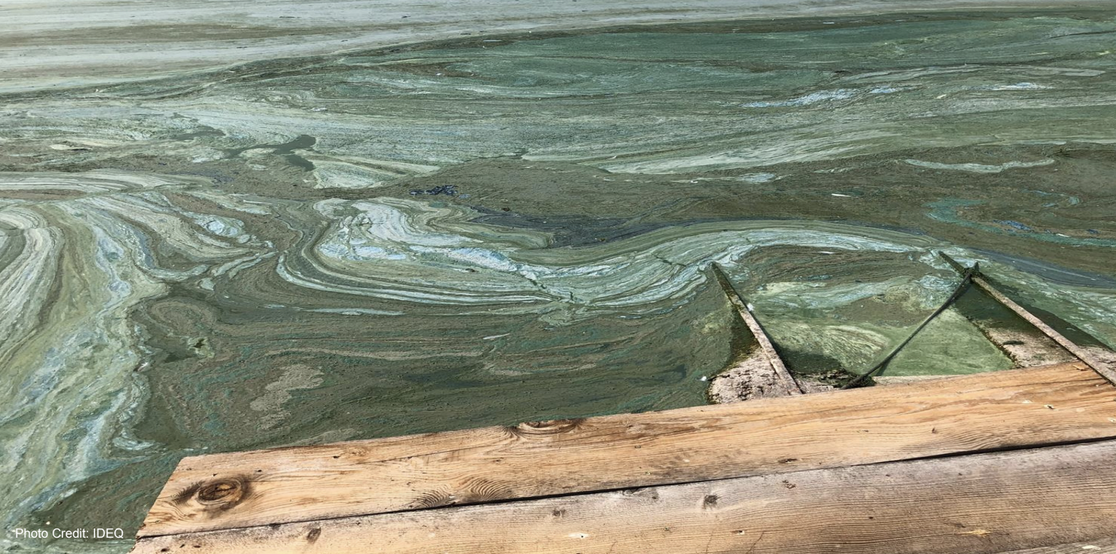 Toxic Algae Season Is Approaching—Know the Signs, Avoid the Risks
