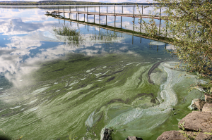 Another Busy Toxic Algae Season In Idaho