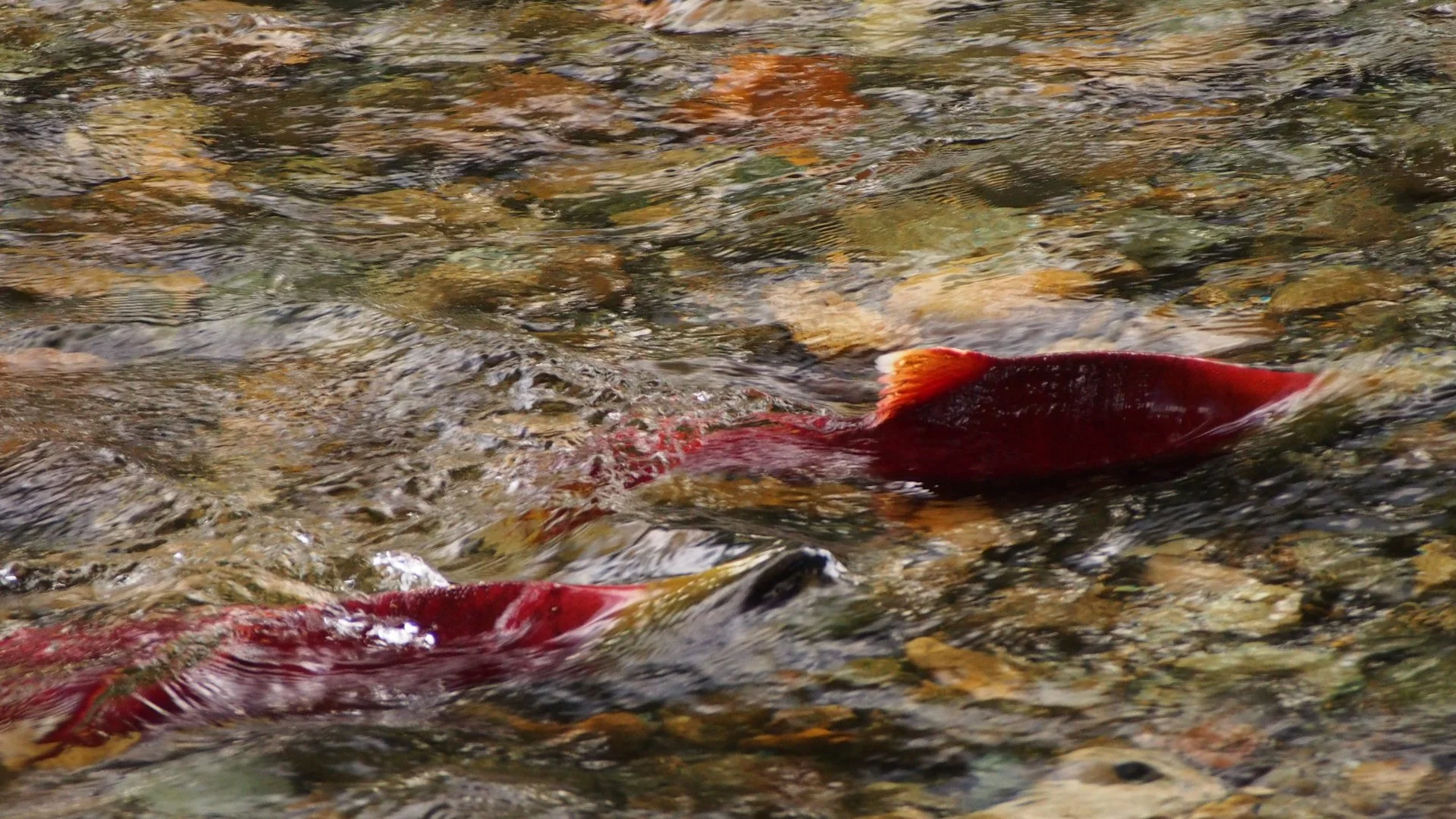 Columbia and Snake River Salmon, by the Numbers