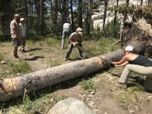 Chainsaws in Wilderness: FAQ