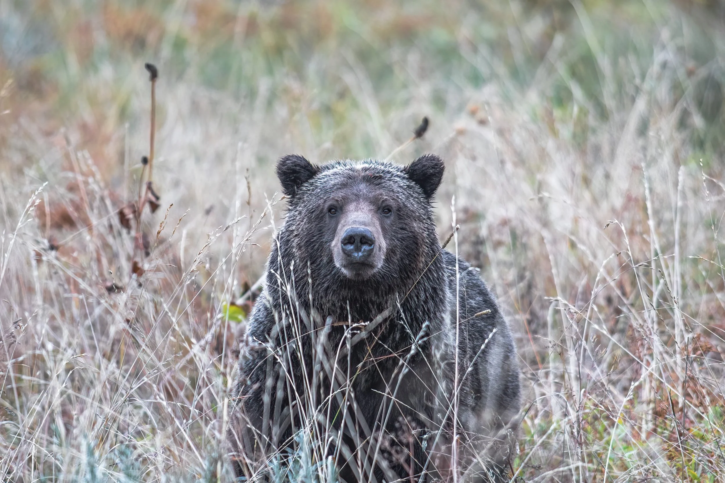 URGENT opportunity to take action for North Idaho Grizzlies!