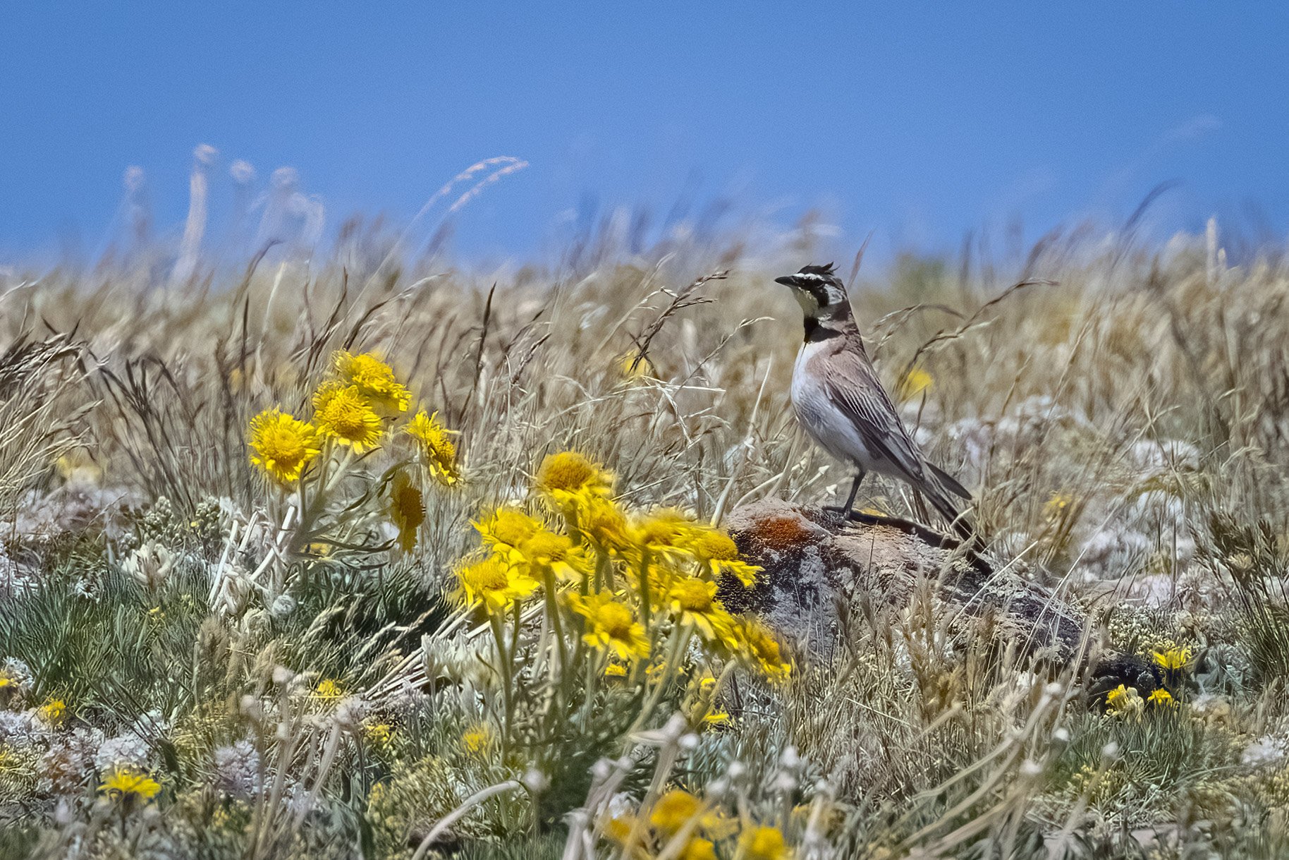 IDFG’s high-stakes strategic plan needs more work—Here’s how to give wildlife a voice