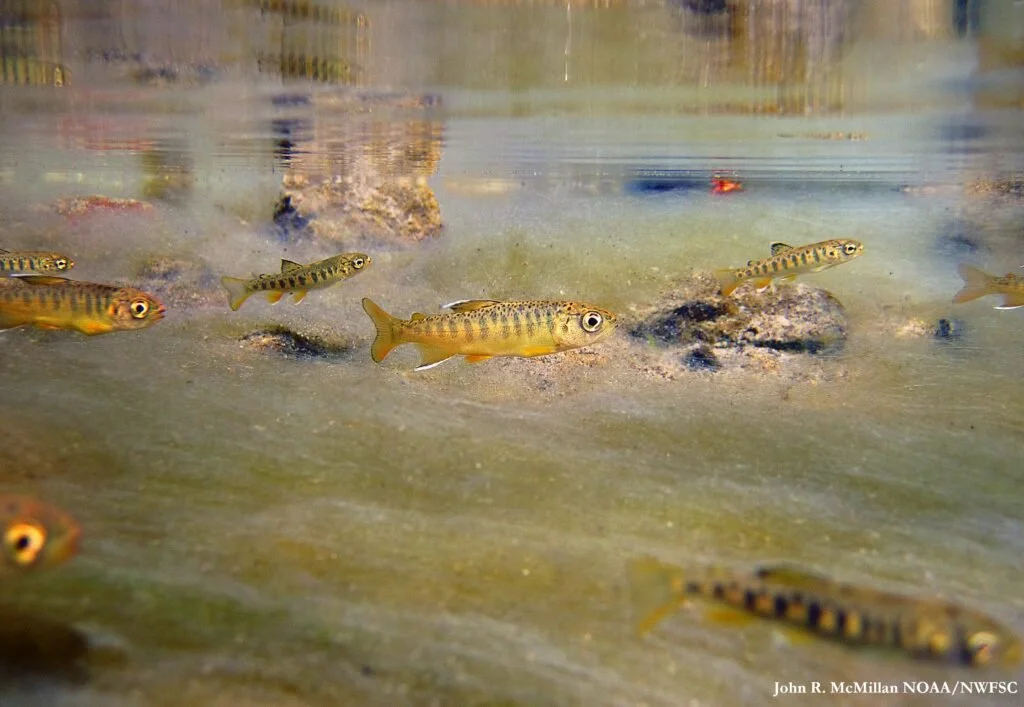 Saving Salmon, Protecting a Way of Life