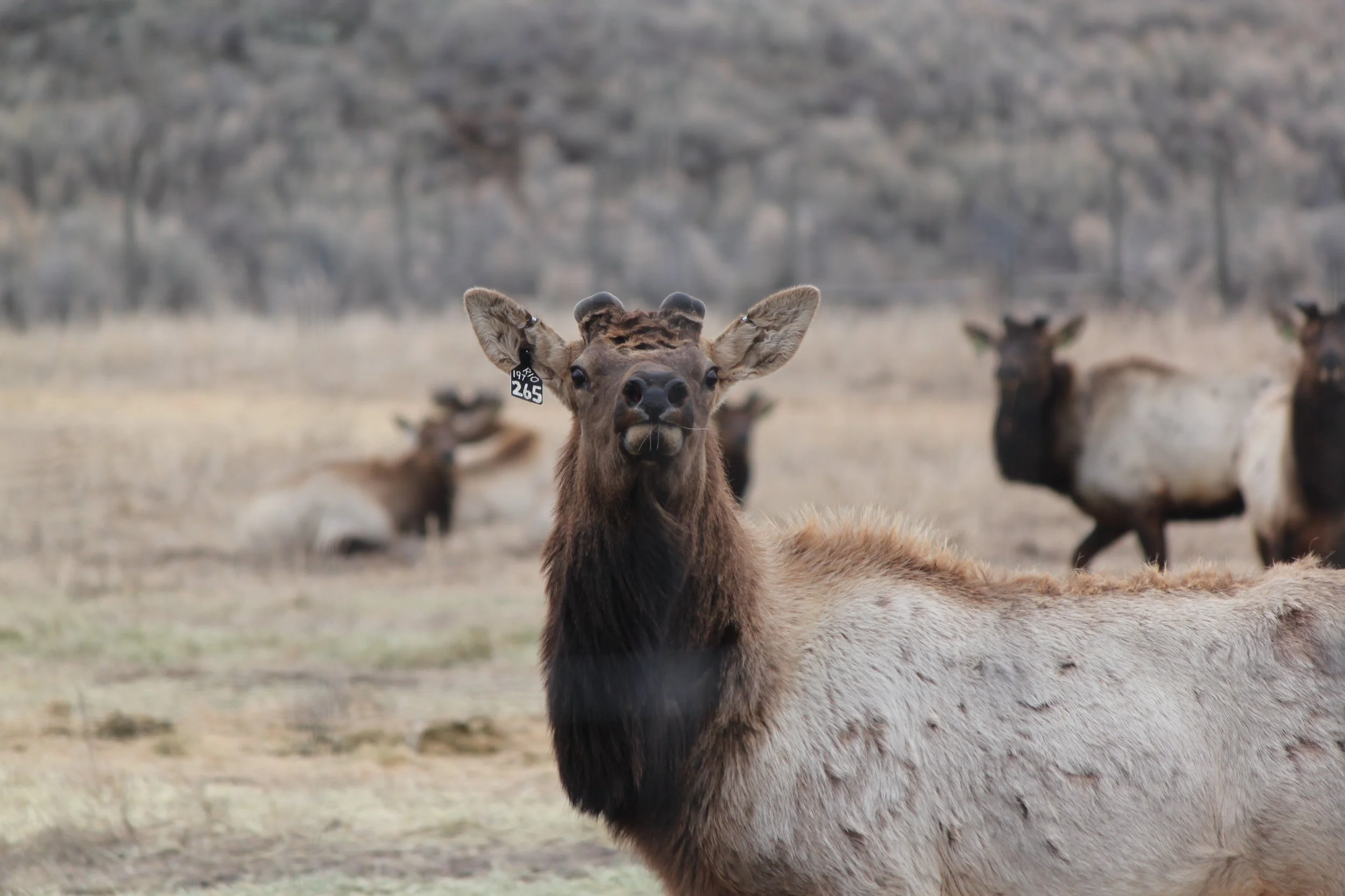 Chronic Wasting Disease (CWD) risks are rising at domestic elk farms–and Idaho’s wildlife is paying the price