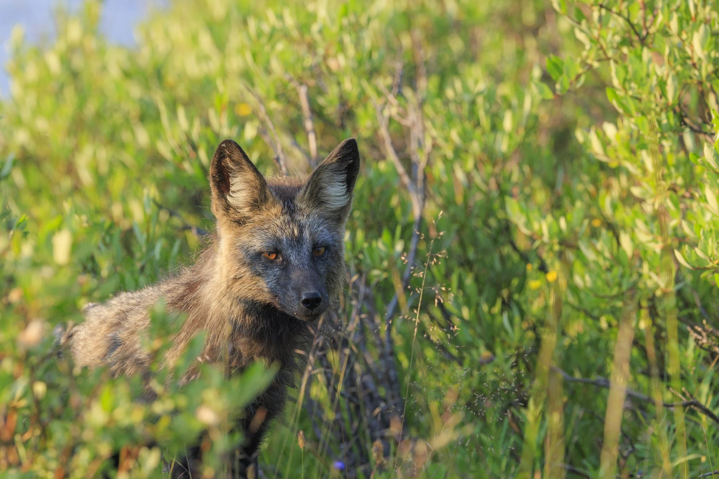 The Wildlife Lovers’ Guide to IDFG’s New Strategic Plan