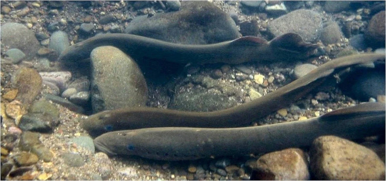 Climbing Against the Current: Idaho’s Pacific Lamprey