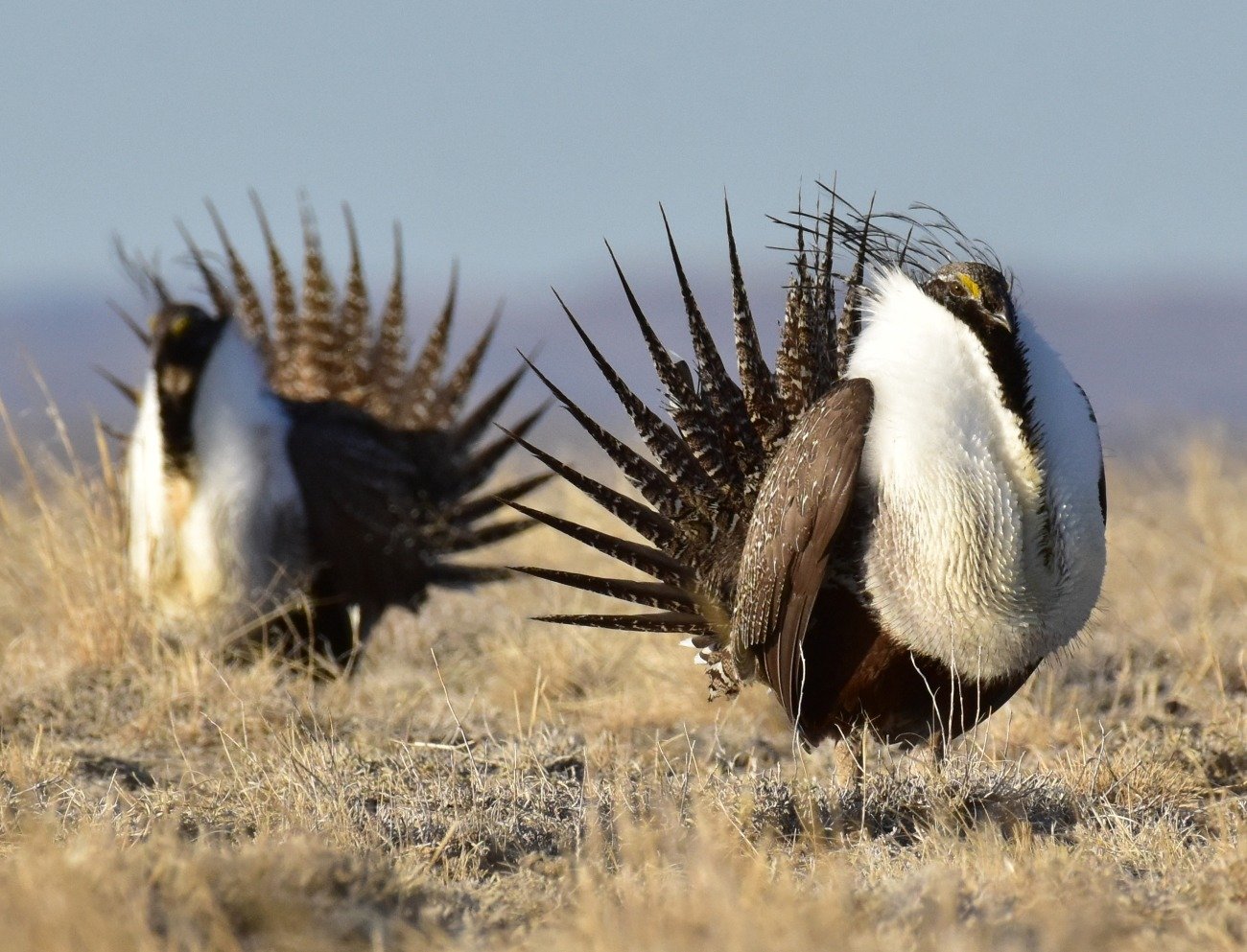 The Future for Sage-grouse is Far from Certain